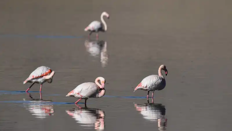 Kuş Cennetindeki Flamingoların Sayısı Neden Azaldı? Kuraklık Alarmı!