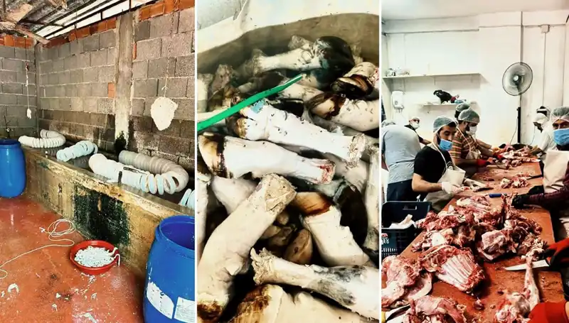 Adana’da Şok Eden Paça Operasyonu: Yüzlerce Kilo Ele Geçirildi!