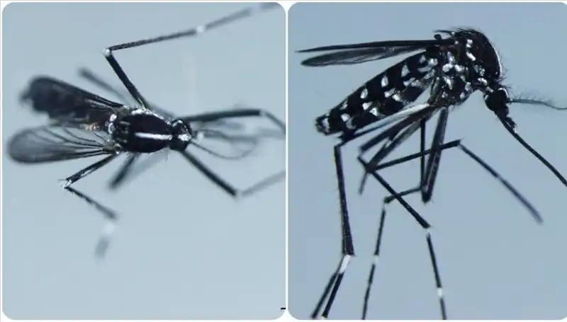 Chikungunya Virüsü Tehlikesi: Belirtileri ve Etkili Önlemler