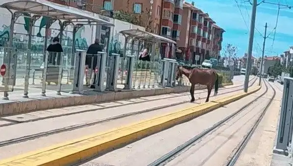 Eskişehir Tramvay Raylarında Görülen Baş Boş Atın Sırları Ne?