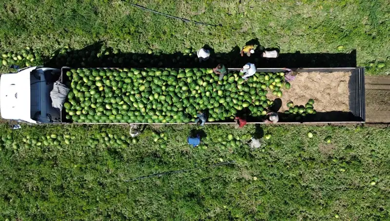 Bafra Ovası'nda 94 Bin 500 Ton Karpuz Rekoltesi Bekleniyor: Yaz Hazarlarının Habercisi
