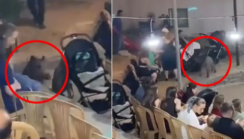 Yaban Domuzu Düğüne Girdi, Misafirlerde Panik Anları Yaşandı!