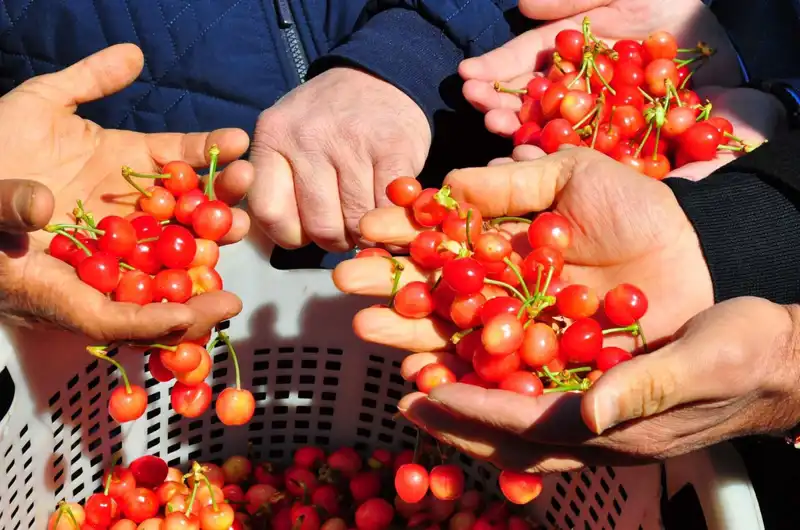 İlk Hasat Resmi Açıklama ile Gerçekleşti: Kilo Fiyatı 3.500 TL'ye Ulaştı!