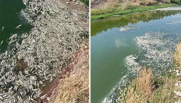 Karasu Çayı’nda Balık Ölümleri: Gizemli Nedenlere Dikkat Çekiliyor
