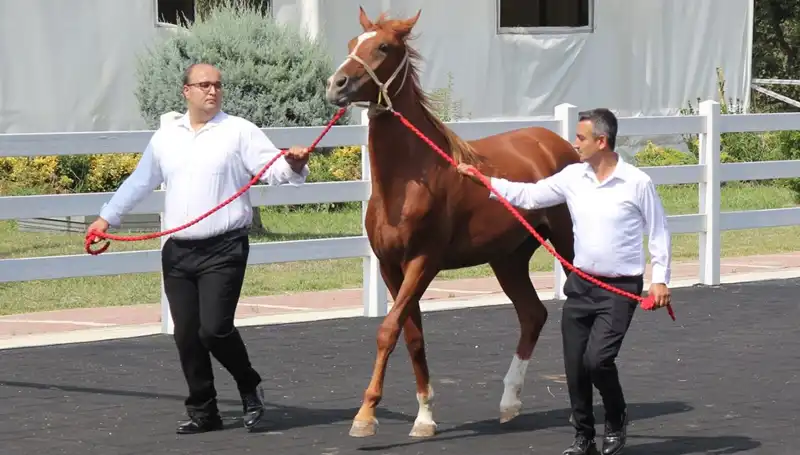 Taşkın Kral: Rekorları Altüst Eden Doğa Olayları ve Sonuçları