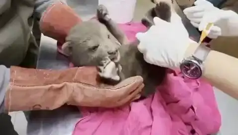 Karabük’te Gün Ortasında Bulunan Yavru Bozayı Herkesi Şaşırttı