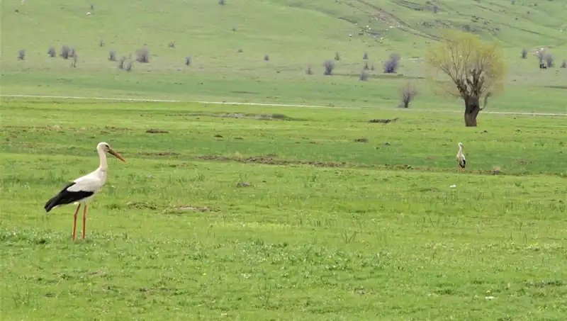 Leylekler Muş Ovası’na Dönerek Doğanın Dengesi Sağlandı