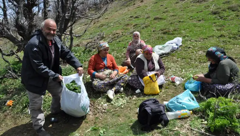 Yürüyerek Toplanan Doğal Ürün: Kilosu 250 Lira ile Geçim Kaynağı