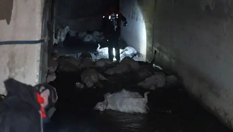 Hayvanların Ölümüyle Sarsan Keskin Koku, Paniğe Neden Oldu
