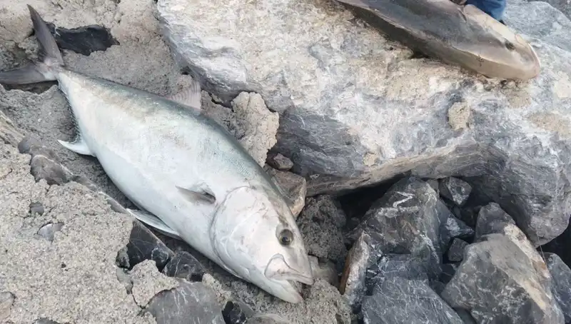 Oltayla Yakalanan 65 Kiloluk Balık, 18 Bin TL'ye Satıldı!