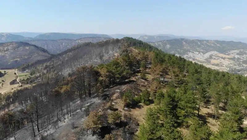 Bolu’da Eşsiz Bir Ekosistem Yeniden Hayat Buluyor: 5 Milyon Fidan Toprakla Buluşuyor