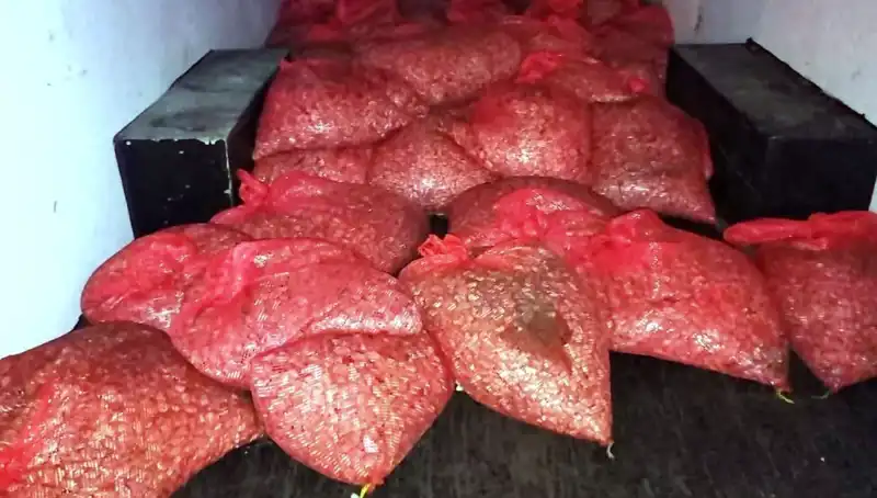 Samsun'da Fırtına Gibi Gelen Operasyon: 1,5 Ton Kaçak Midye Ele Geçirildi
