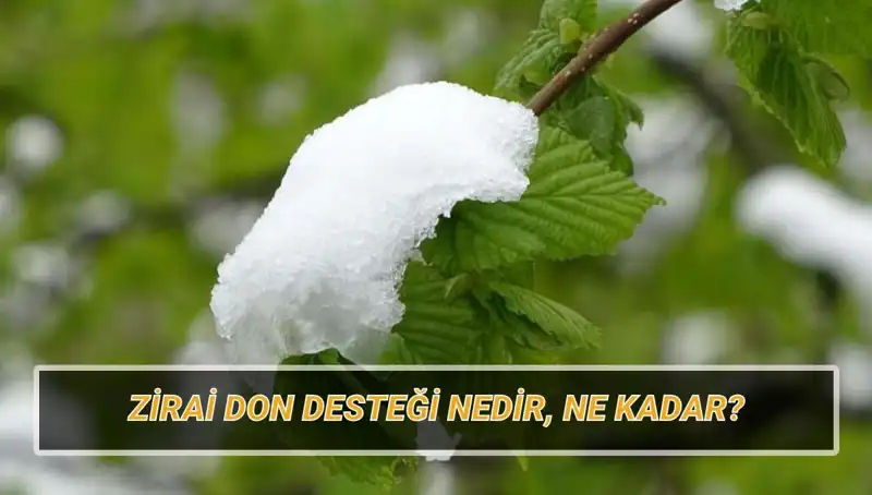 Zirai Don Desteği: Ne Kadar, Kimler Alacak ve Hangi İllerde Vurdu?