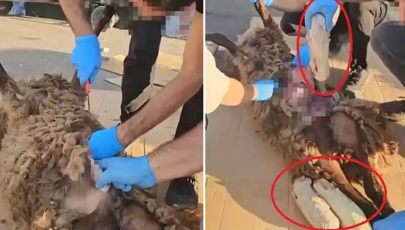 Zehir Ticareti Şok Edici İfşa: Ölü Koyunun Karnındaki Sır Ne?