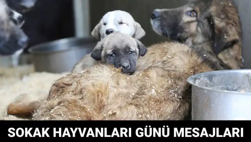 Dünya Sokak Hayvanları Günü Hakkında Bilmeniz Gereken Her Şey