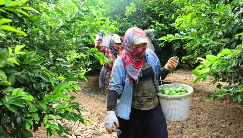 Marketlerdeki Patates Fiyatları Düşüşe Geçiyor: Hasat Zamanı Geldi