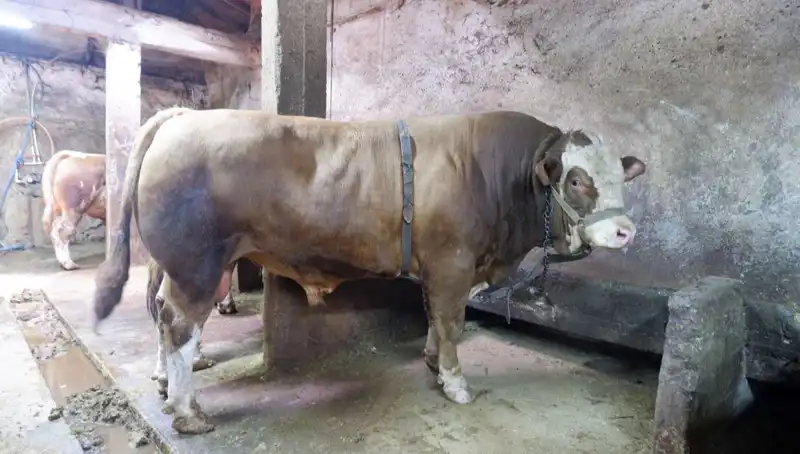 1 Ton 200 Kilogramlık Eşsiz Malzeme Satışta: Fiyatı Şaşkına Çeviriyor!