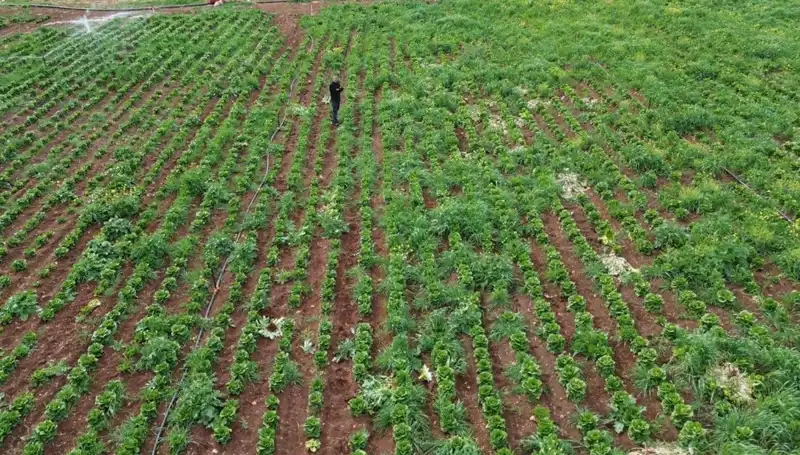 Kuraklık Marul Hasadını Vurdu: Çiftçiler Zorlu Günler Geçiriyor