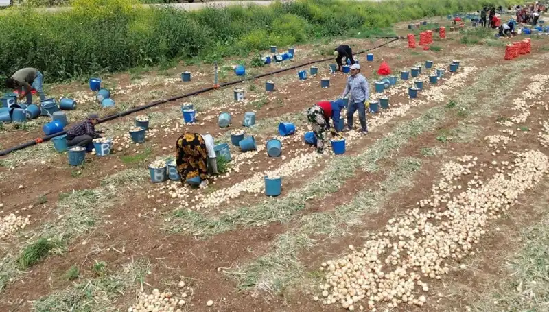 Soğan Hasadı Başladı: Fiyatlar Düşüşe Geçti, Pazar Gitti Geldi!